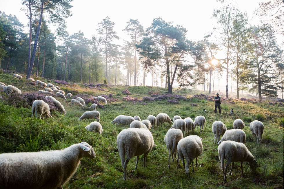 Herder Arjen Daalhuisen laat zijn kudde Veluwse heideschapen grazen in Nationaal Park Veluwezoom
