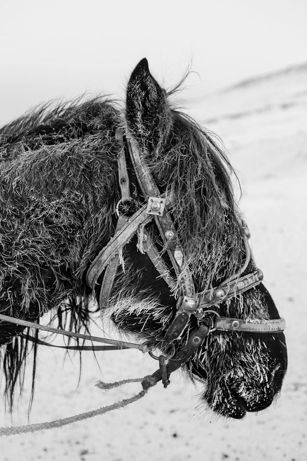 Nadat een herder is teruggekeerd van een lange tocht door de bergen in IssykKoel zijn de haren van zijn paard stijfbevroren s Winters daalt de temperatuur in Kirgizi dat gemiddeld 2750 meter boven zeeniveau ligt regelmatig tot 30 C