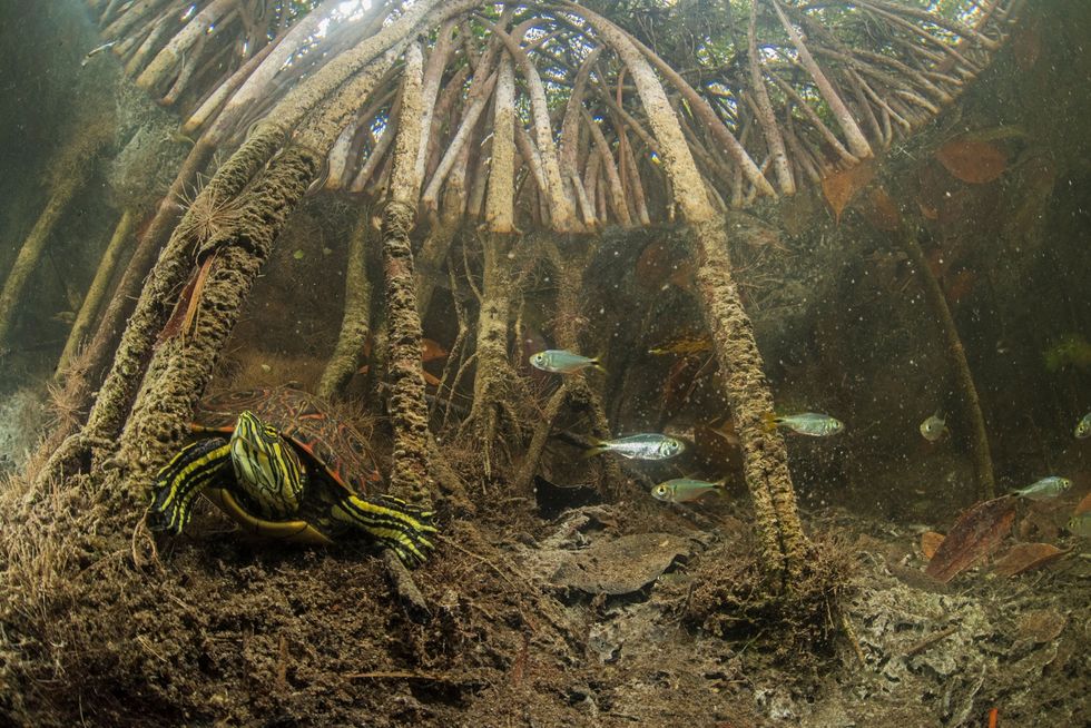 Een sierschildpad heeft zijn toevlucht gezocht in de ondergelopen wortels van een mangrovebos