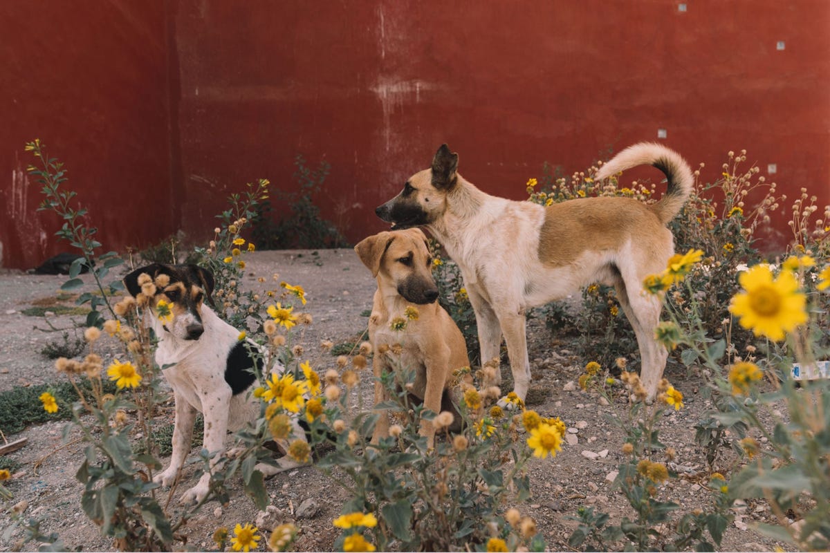 Ontmoet de mensen die de drie miljoen zwerfhonden van Marokko helpen. -  national geographic