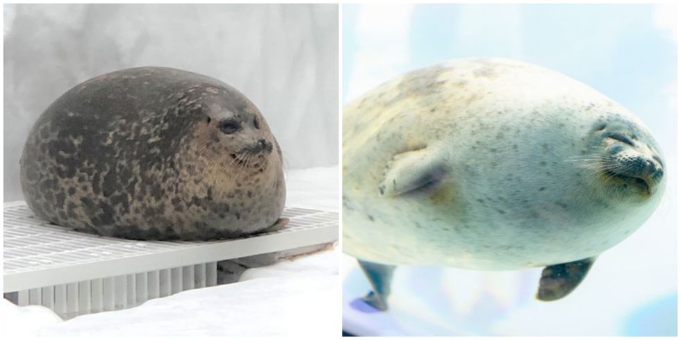 Seal, Harbor seal, Marine mammal, Earless seal, Baltic gray seal, Snout, Bearded Seal, Rock, 