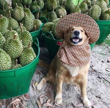 タイのノンタブリー県にあるドリアン農園で働く、「ジュブジブ」と名づけられたゴールデン・レトリバー。彼女は2014年から毎年、収穫の時期になるとドリアンと一緒に記念撮影を行っており、その写真を飼い主さんがfacebookに投稿したところ、「世界一可愛いドリアン農家さん」﻿として話題に！