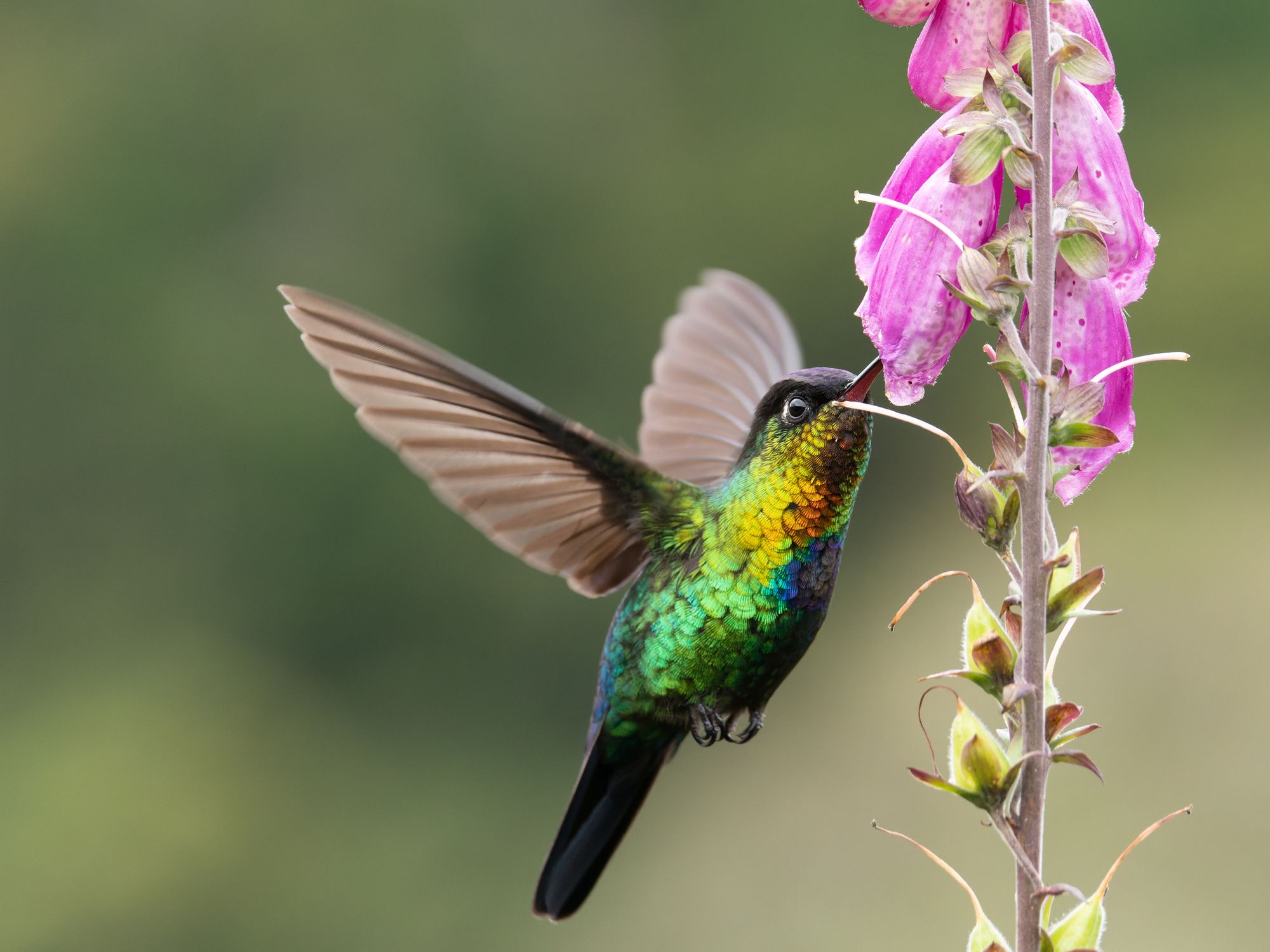 Hummingbird flowers deals