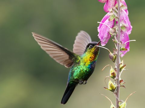flowers that attract hummingbirds foxgloves