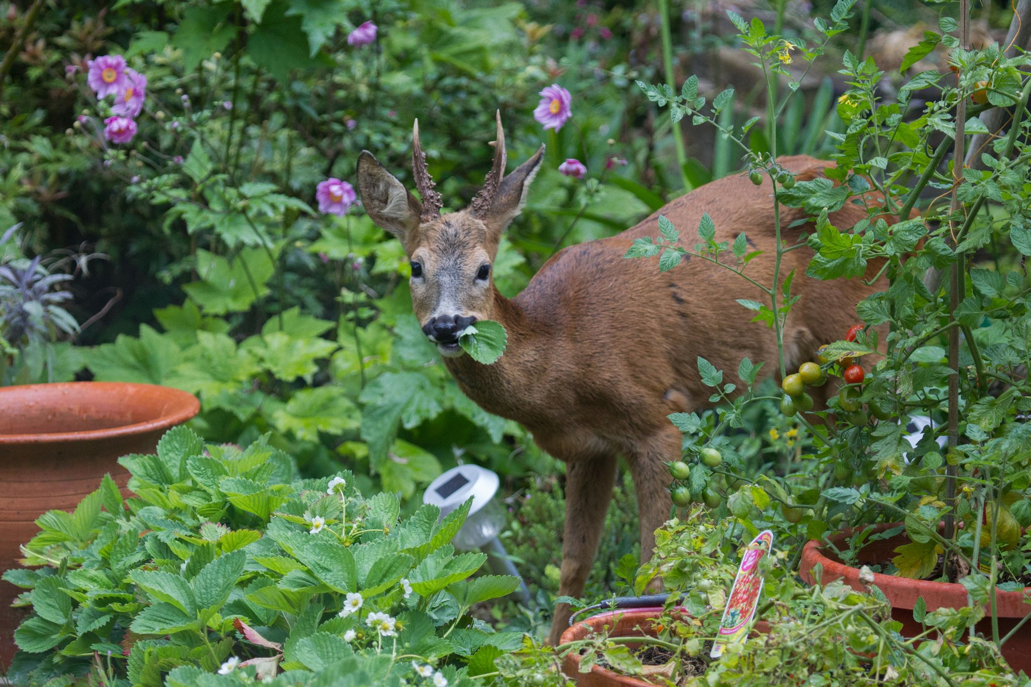 A lone, young Roe Deer (Capreolus capreolus) eats the leaves of strawberry plants in a country garden