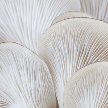 macro of the gills of the oyster mushroom pleurotus ostreatus photo taken from below showing the gills on the underside of this edible mushroom shallow depth of focus with sharpest focus on the the gills at the center of the image shot with 100 mm macro lens on a canon 20d at iso 100