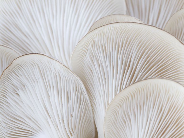 macro of the gills of the oyster mushroom pleurotus ostreatus photo taken from below showing the gills on the underside of this edible mushroom shallow depth of focus with sharpest focus on the the gills at the center of the image shot with 100 mm macro lens on a canon 20d at iso 100