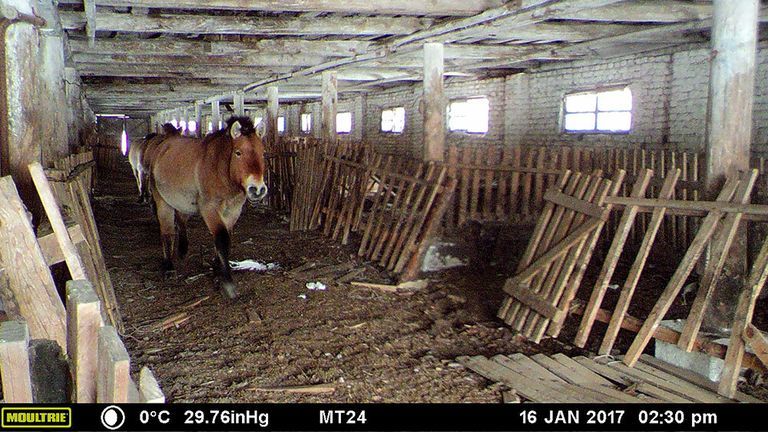 Przewalski's horse, wild horses, chernobyl, chernobyl history, abandoned structure, ukraine, belarus, チェルノブイリ, 野生, 馬, 原子力発電所, 原発事故, 立ち入り禁止, 動物, 放射線, 被ばく,