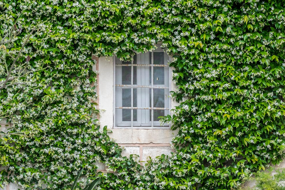 ideas de caminos para decorar el acceso al jardín de tu casa