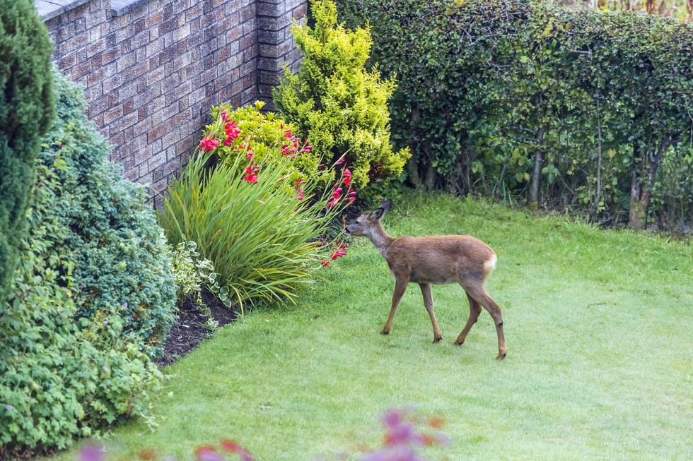 A roe deer grazing on a bush in a garden