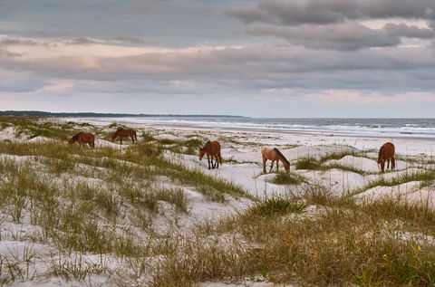 a serene landscape and seascape with a group of red brown wild horses leisurely grazing on the white sandy beach of cumberland island national seashore in diffused lighting, showing nature's beauty and zen like peace and tranquility