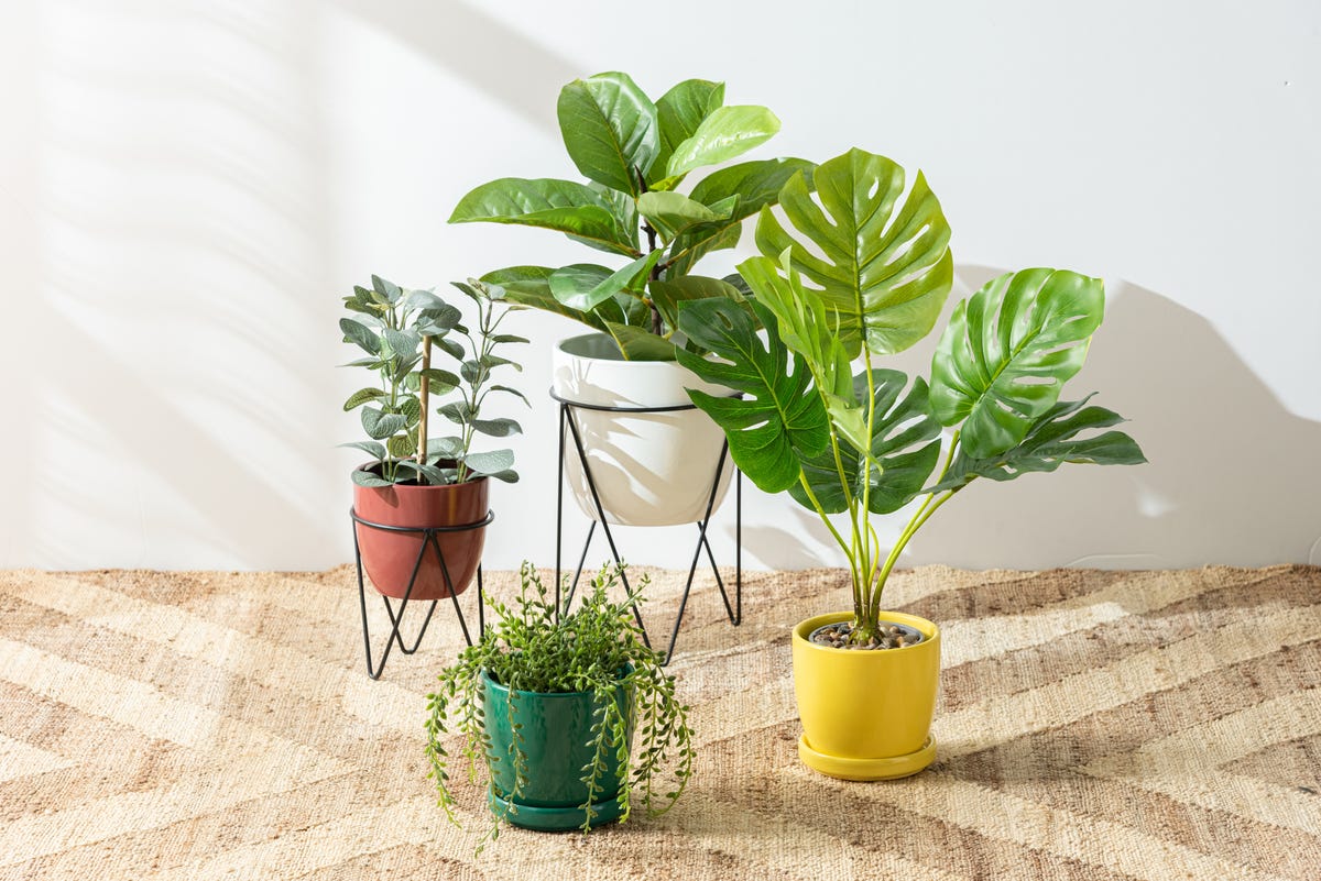 12 Best Indoor Plants for 2024 - Easy-Care House Plants