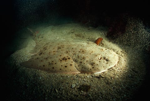 Pacifische zeeengelSanta Catalina Island Californi