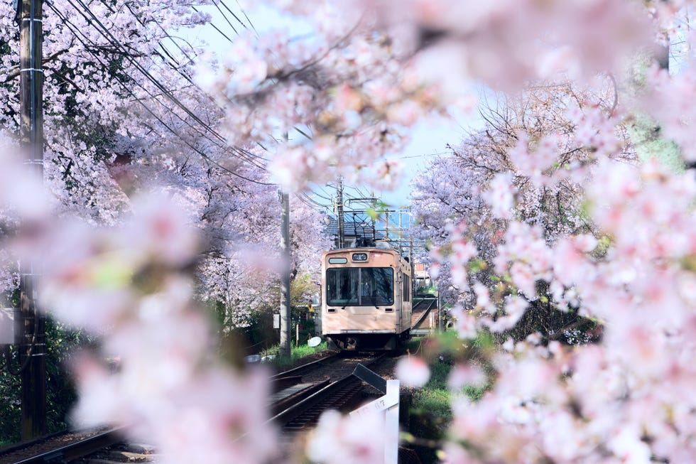 kiraz çiçeği ağaçlarının arasından geçen bir tren
