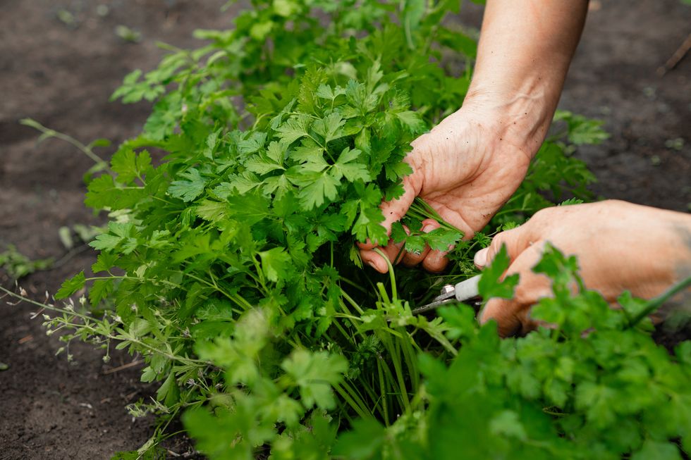 how to grow parsley