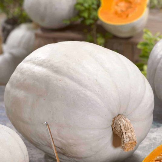 types of pumpkin like the super moon variety