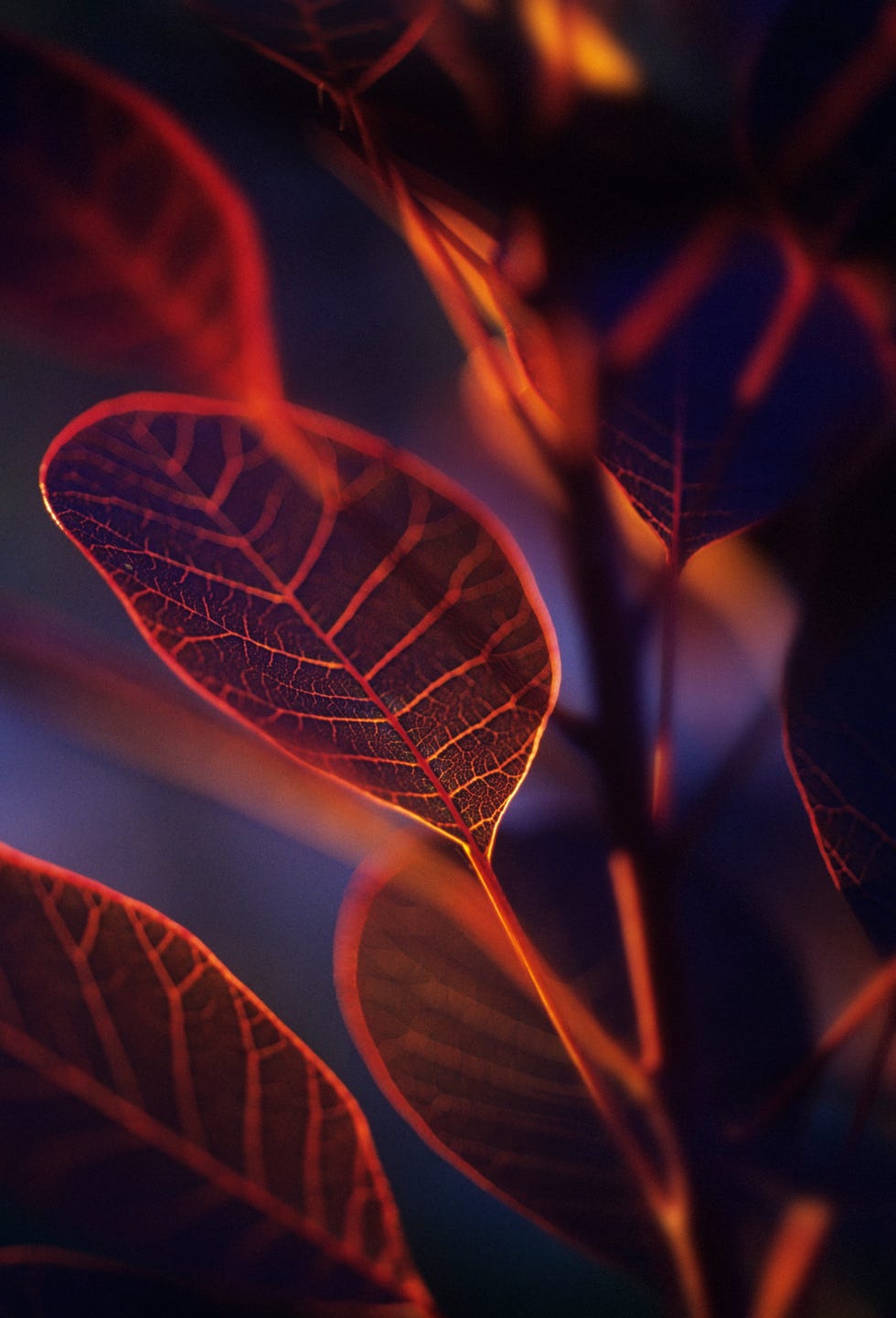 Smoke bush.