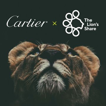 de beers拯救大象、cartier資助獅子基金會…奢侈品牌投入野生動物保育行動