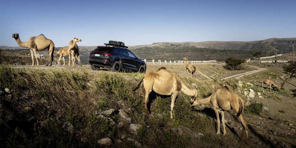 a group of camels on a hill with a car in the background