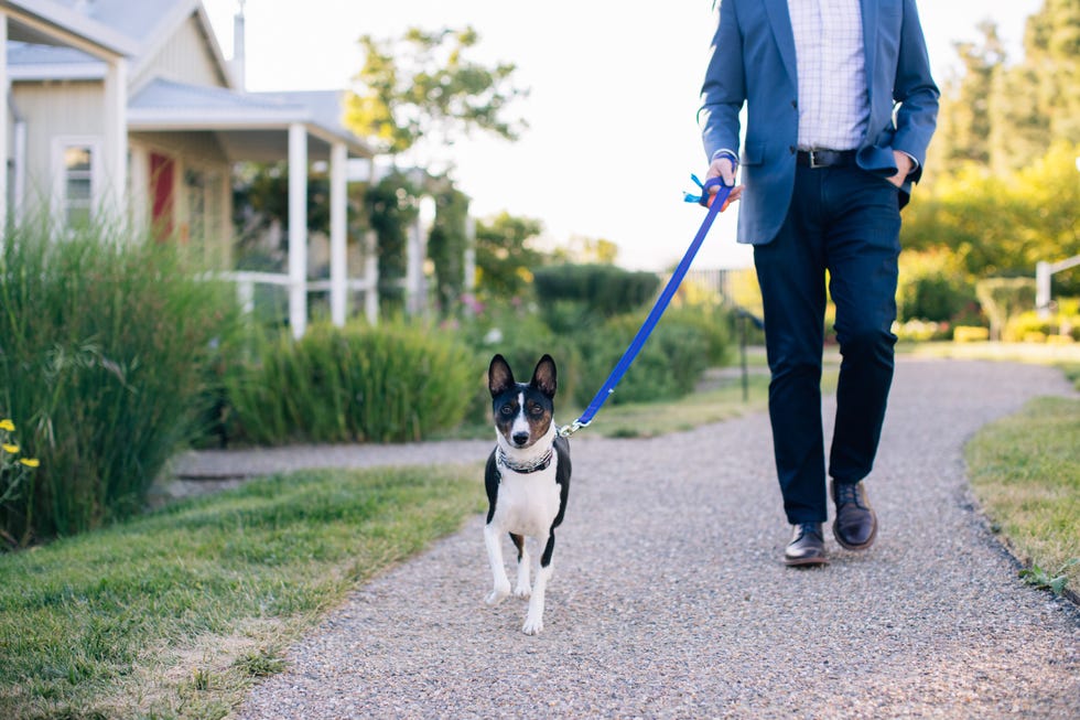 Man walking a dog on a gravel path in a garden setting. Man walking a dog on a gravel path in a garden setting.