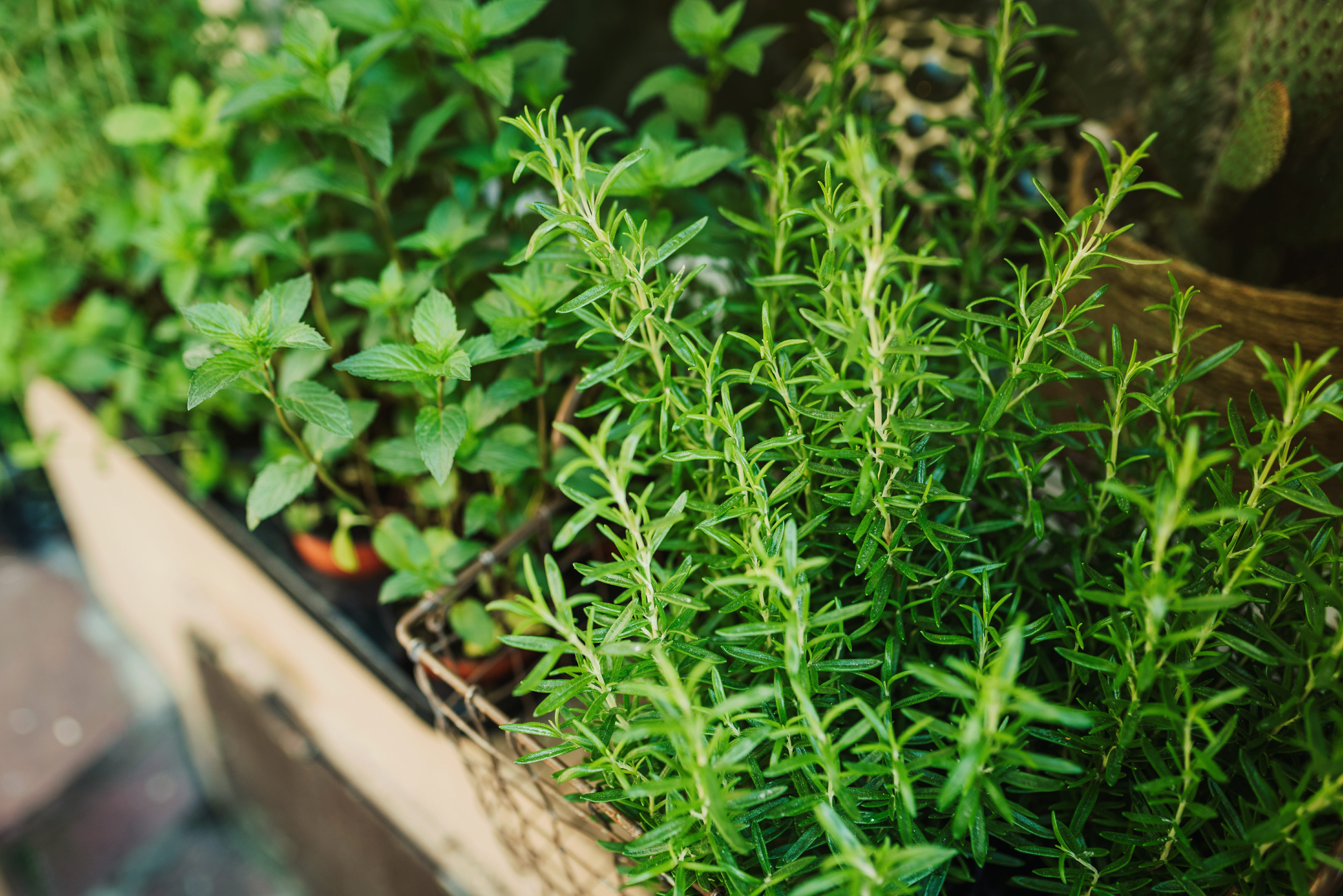 How to Grow and Care for Rosemary Like a Garden Expert
