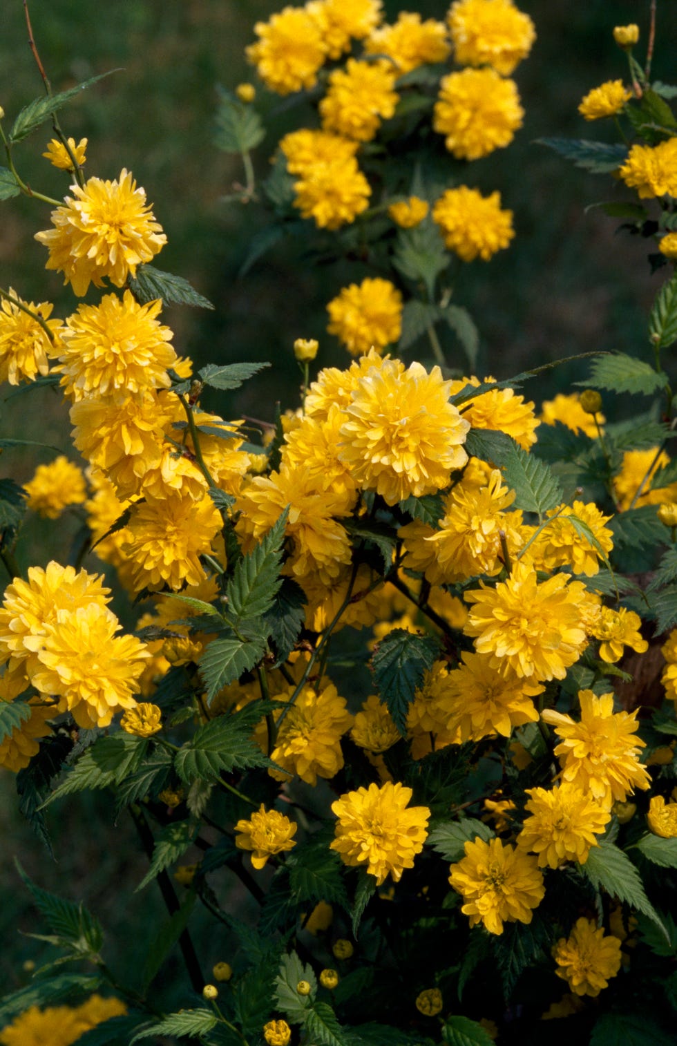 Japanese Kerria (Kerria japonica)...