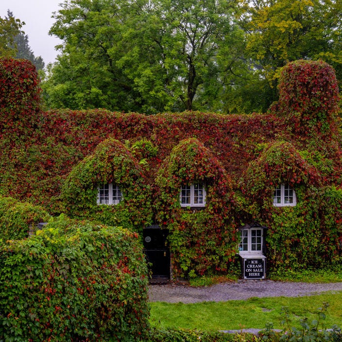 A quaint, ivy-covered cottage with a sign indicating ice cream for sale. A quaint, ivy-covered cottage with a sign indicating ice cream for sale.