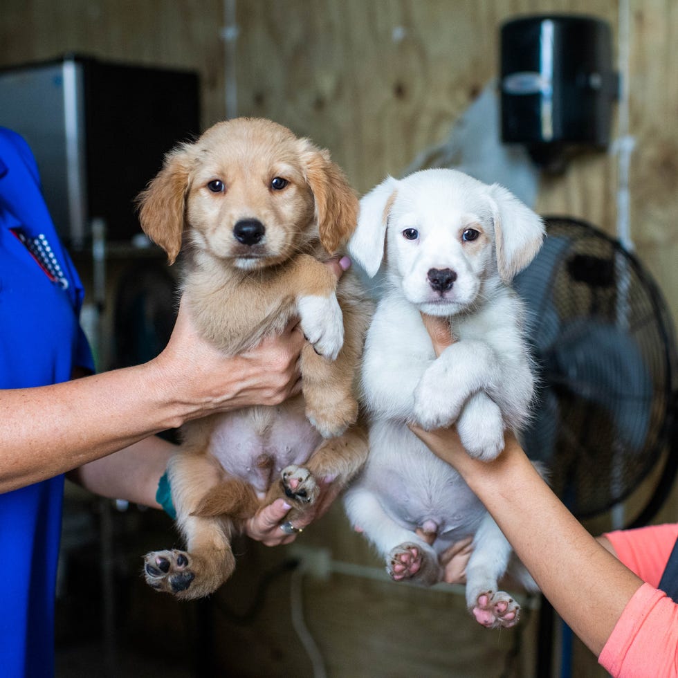 Small mutt puppies for hot sale adoption