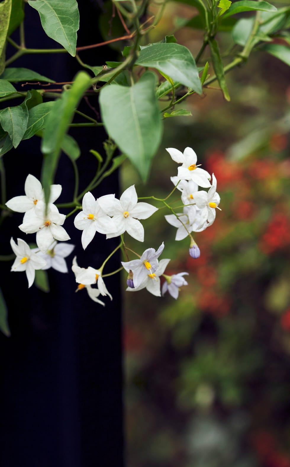 Cluster of white and light purple flowers with green leaves Cluster of white and light purple flowers with green leaves