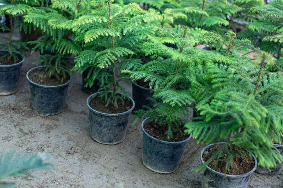 norfolk island pine