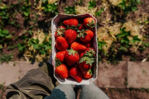 aardbeien plukken vers bewaren