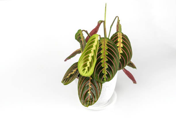 gorgeous houseplant maranta in a pot isolated on white background
