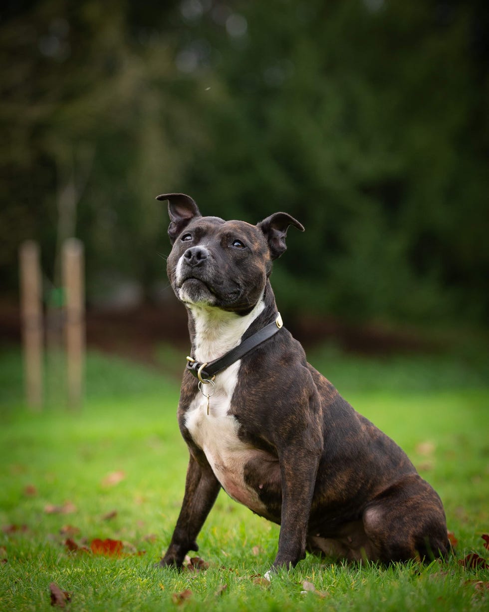 Abandoned Staffie Becomes Life-saving Search Dog & Protects Royals