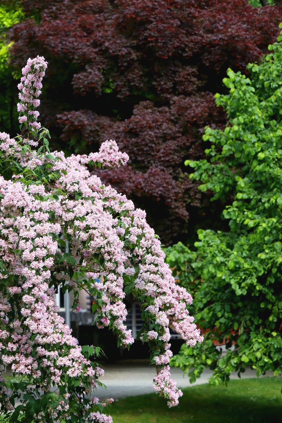 abelia bush