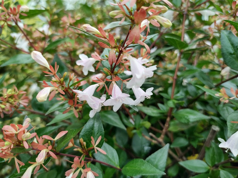 drought tolerant shrubs abelia