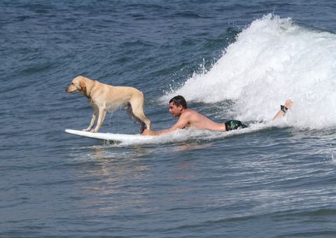 Wave, Boardsport, Surface water sports, Surfing, Surfing Equipment, Wind wave, Surfboard, Canidae, Dog, Water sport, 