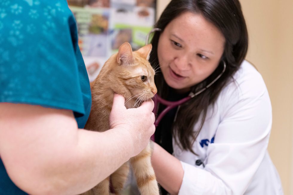a woman vet holding a cat