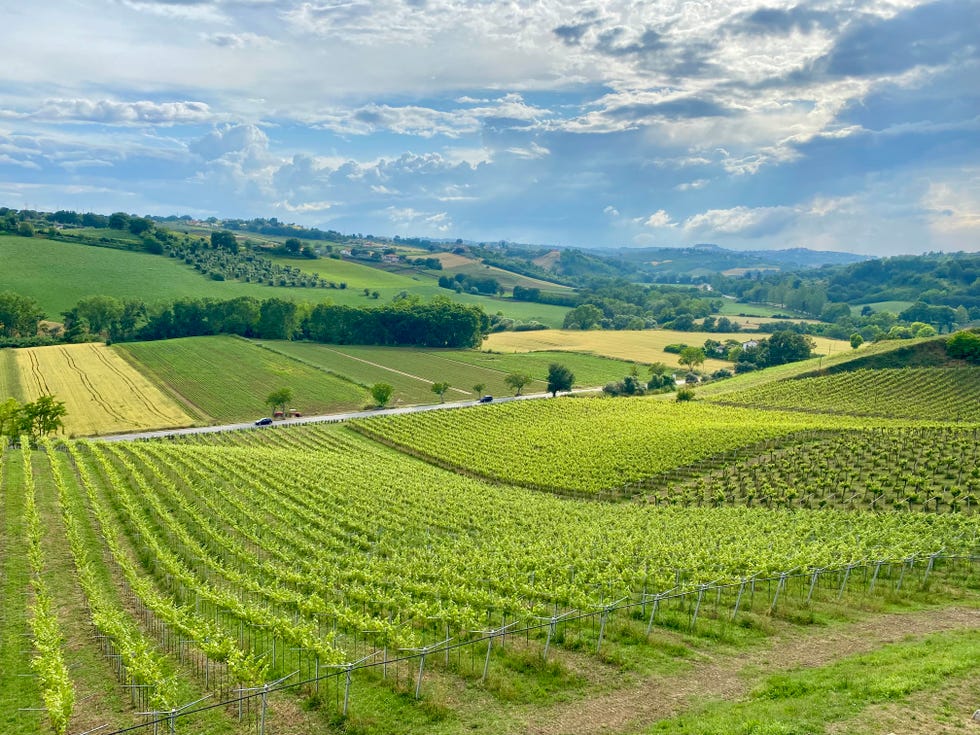 The Best Wineries in Abruzzo, Italy