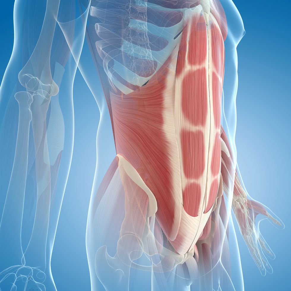 abdominal muscles, computer artwork