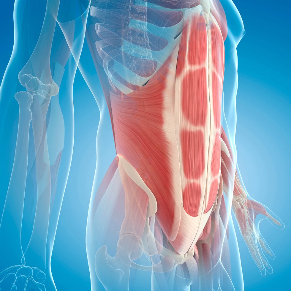 abdominal muscles, computer artwork