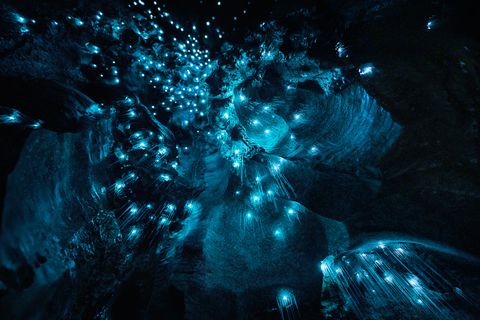 abstract art of nature   close up of new zealand glow worms in cave