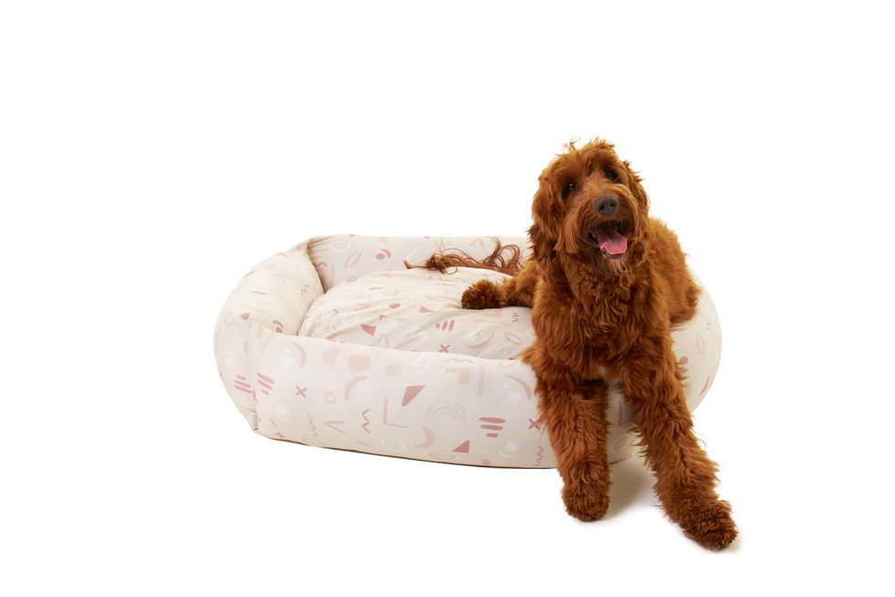 https://hips.hearstapps.com/hmg-prod/images/abstract-dog-bed-from-124-settle-settlebeds-com-1632127060.jpg?crop=1xw:1xh;center,top&resize=980:*