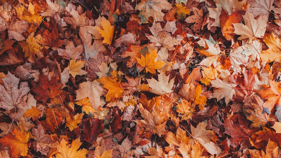 foliage liguria​