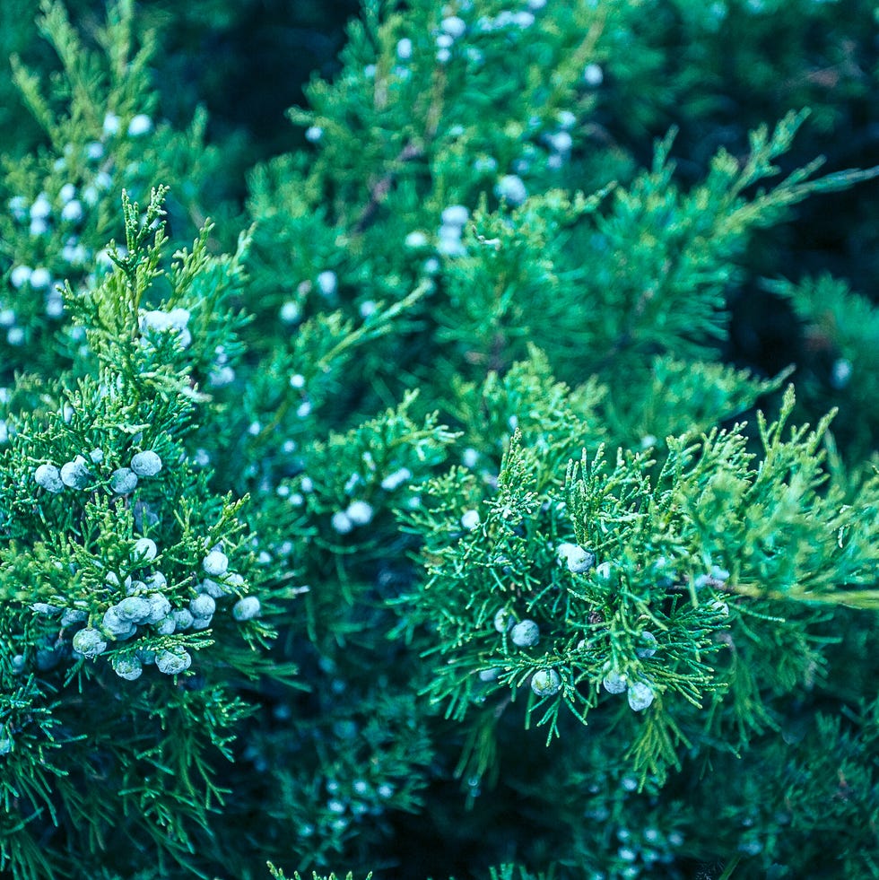 abstract juniper branches with berries background original texture of natural juniperus squamata