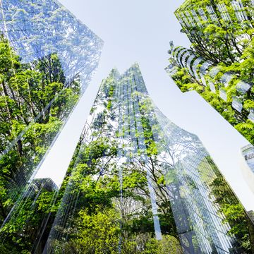 conceptual image of skyscrapers made of trees