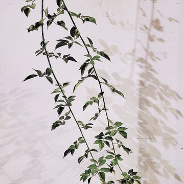 abstract pattern of plant branches hanging on the wall and its shadow on the wall at night