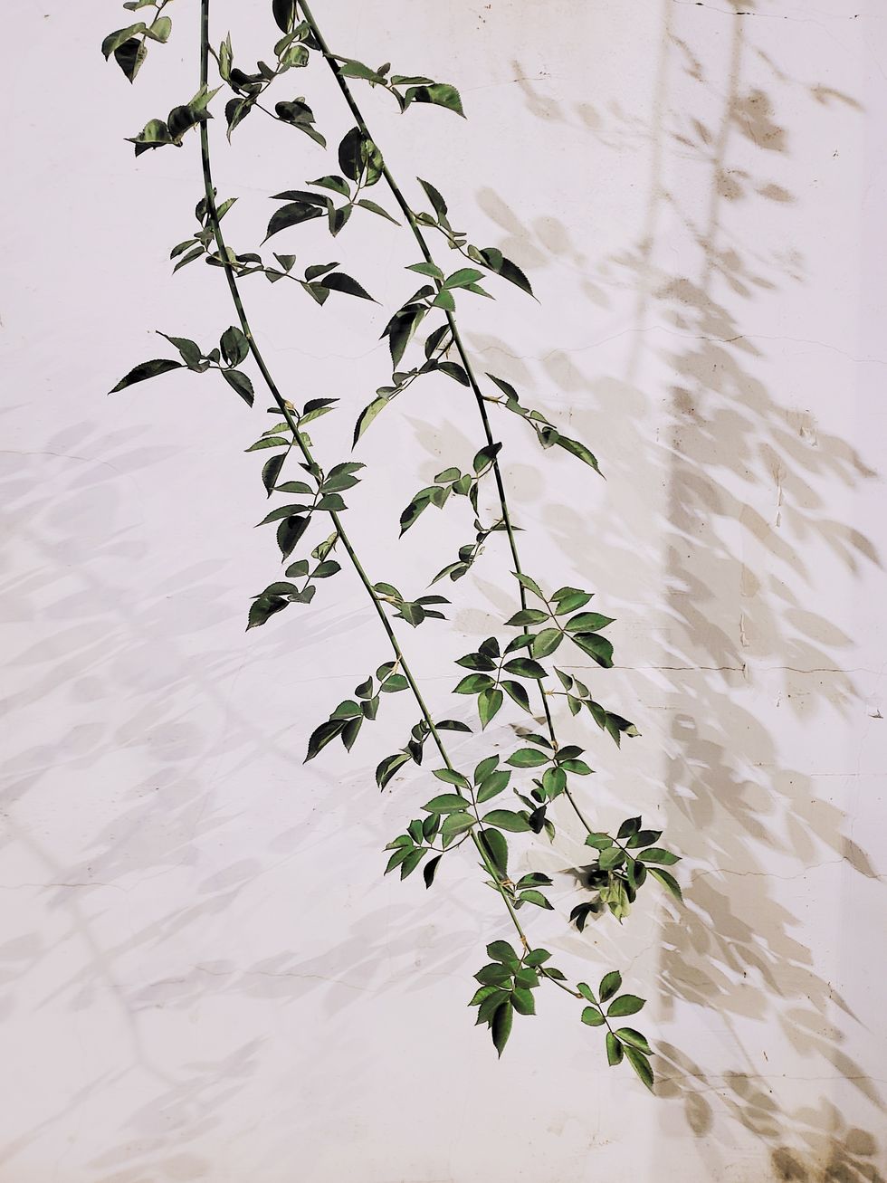 abstract pattern of plant branches hanging on the wall and its shadow on the wall at night