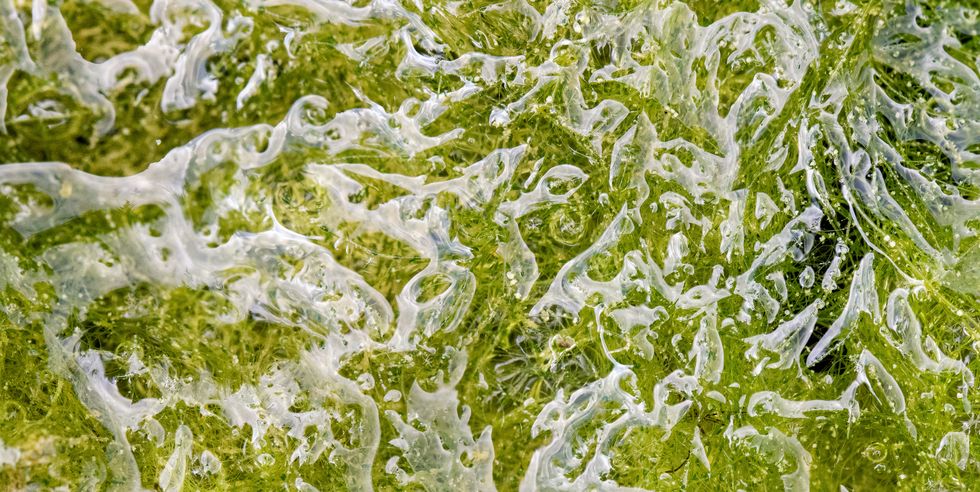 abstract view of algae