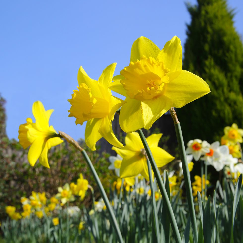 a close up of daffodils in a garden