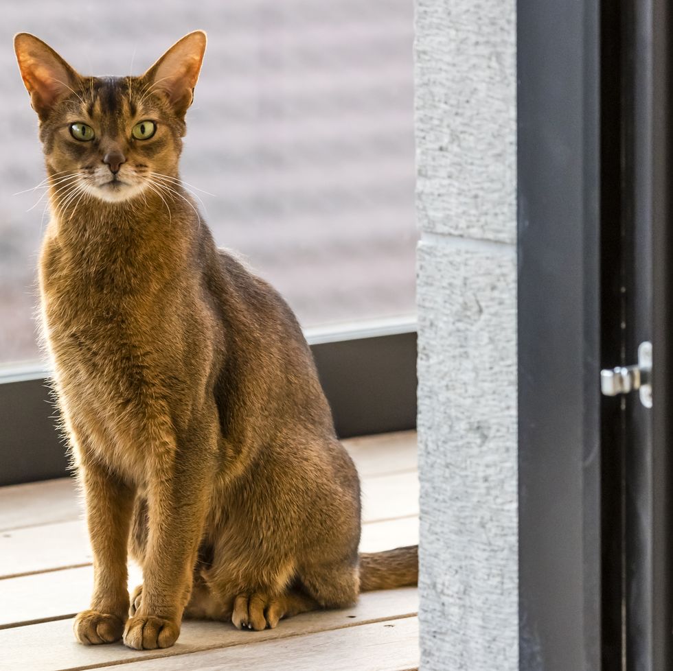 abyssinian cat